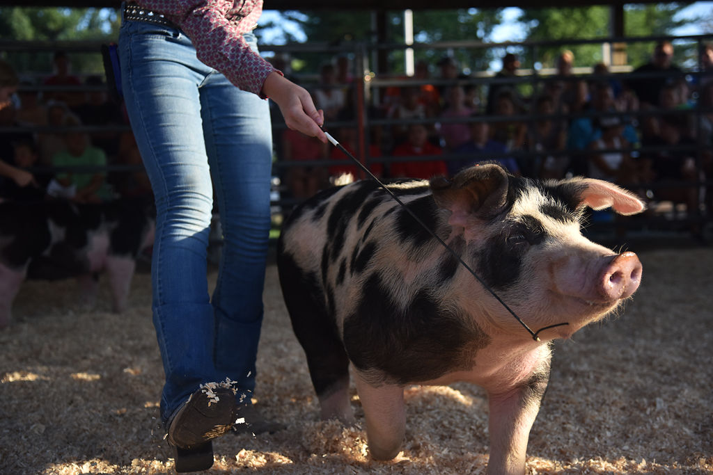 Angela King, 18, gently taps her swine, Sally the Spot